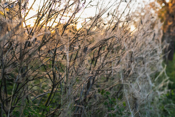 Obraz premium Ermine moth caterpillar webs covering branches at sunset. Dense silk web nests spun by invasive moth larvae completely enveloping a deciduous hedge bush