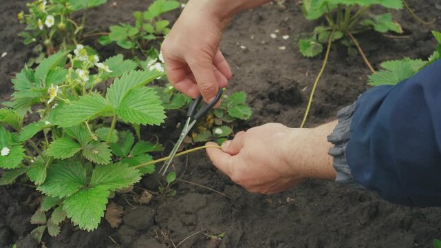 Person pruning strawberry plants with scissors in a garden, showcasing the careful removal of excess growth for better fruit production
