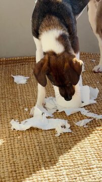 Naughty Puppy Destroying Toilet Paper Roll on Jute Rug, Funny Guilty Dog Video Footage