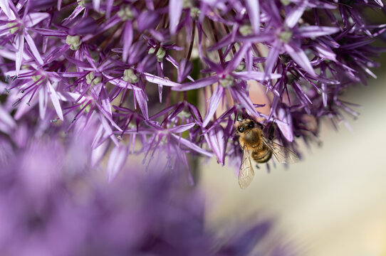 A close-up of a purple flower from an ornamental onion against a light background. A bee is searching for pollen.