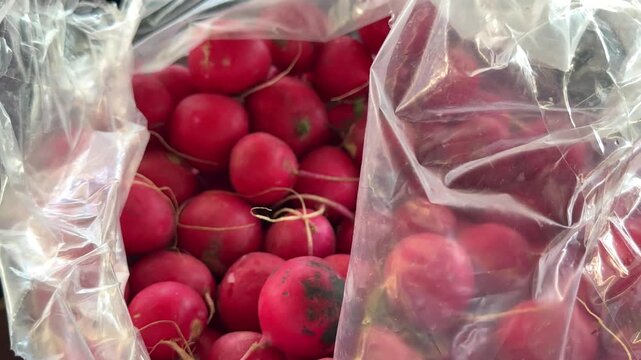 Bright red radishes with green tops gathered inside clear plastic sack on bazaar counter with fresh crunchy texture and healthy farm vegetable atmosphere.