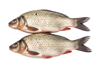 Fototapeta premium Two Fresh Raw Crucian Carp Fish Isolated on white background , Isolated on Transparent Background, PNG, Generative AI