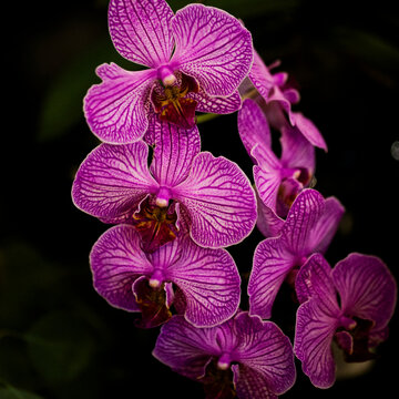 Orqu&iacute;dea