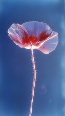 Fototapeta premium Delicate poppy against blue sky.