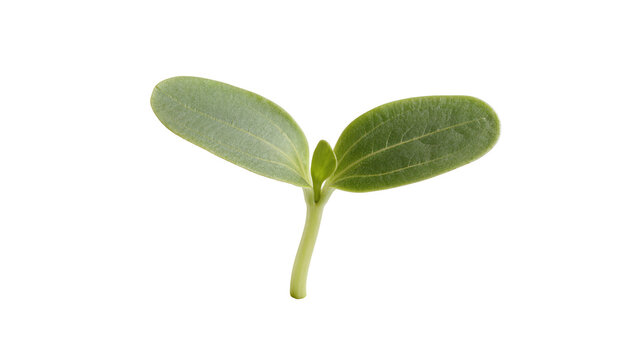 Isolated healthy green plant sprout showing two cotyledon leaves and a tender stem