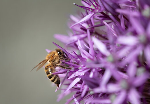 ose-up of a purple flower from an ornamental onion against a light background. A bee is searching for pollen.