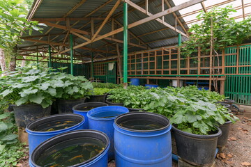 Obraz premium Innovative Aquaponics System Featuring Fish Tanks and Lush Vegetable Beds in Brightly Lit Indoor Garden, Promoting Sustainability and Eco-Friendly Living