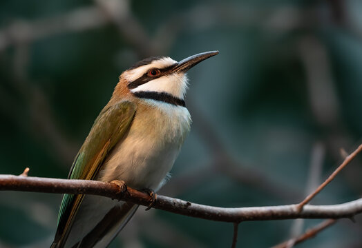 View of a white-throated bee-eater perched on a branch In the marshlands of the Edwin B. Forsythe National Wildlife Refuge in Galloway, New Jersey, United States.