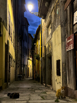 Stray Cats on Portuguese Street at Night