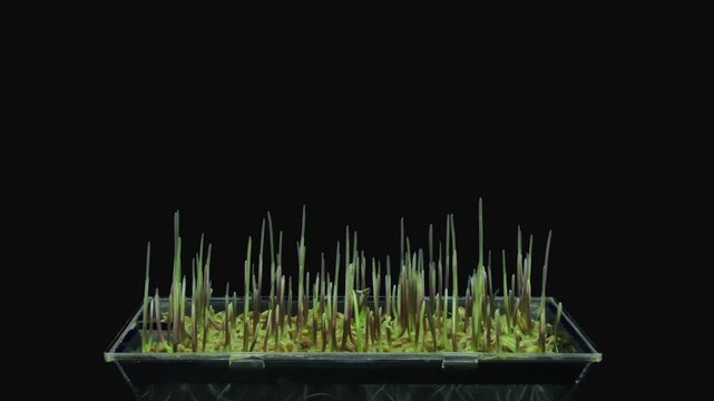 Time lapse of germinating microgreens rye seeds with ALPHA matte isolated on black background