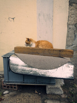 Stray cat on the street