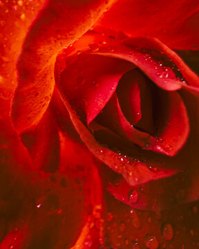 Detailed Macro of Red Rose Petal Texture