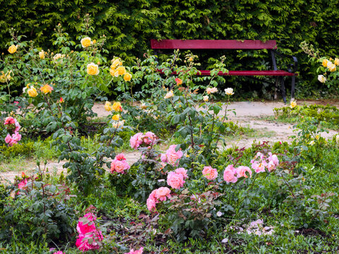 Rose Garden and bench 