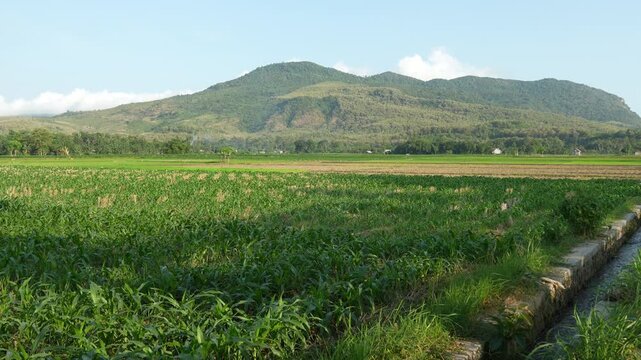 Lush green farmland with irrigation ditch channel against a backdrop of tropical mountains in rural area. Mount Watangan, Jember, Indonesia.