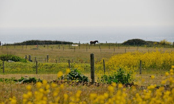 Raps oder Senfpflanzen in Portland, Dorset