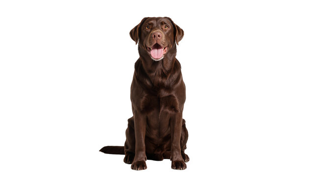 Isolated chocolate Labrador retriever dog sitting patiently, happy, looking at camera with tongue out
