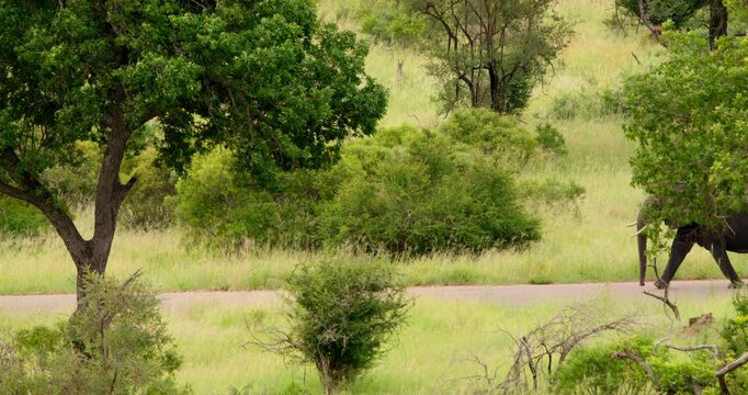Realtime wide shot of two wild african elephants, a mother and her young calf, walking along an asphalt road in the middle of the savanna bushveld at Kruger National Park, South Africa.