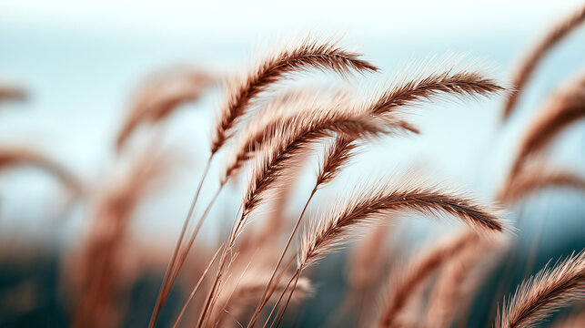Serene Foxtail Grasses in Soft Light: Earthy Tones and Feathery Plumes for Nature-Inspired Designs