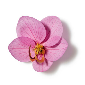Pink cassia javanica flower isolated on white background