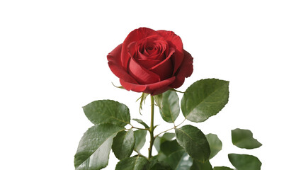 Naklejka premium Isolated elegant vibrant red rose with fresh green leaves and stem against a clean backdrop