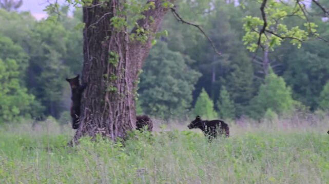 Black Bear Family in Tall Grass