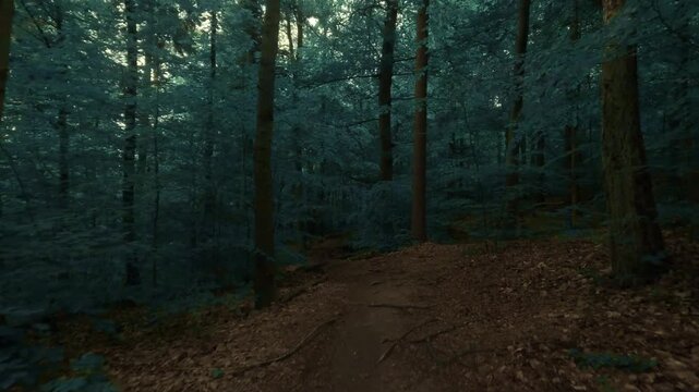Hiking through a forest of deciduous trees, on a small path, dark and moody