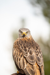 Obraz premium Red kite (Milvus milvus) photographed in Spain