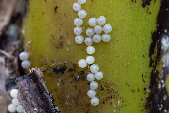 View of small white insect eggs with a textured surface attached to a green plant stem in Hunawihr, Grand Est, France.
