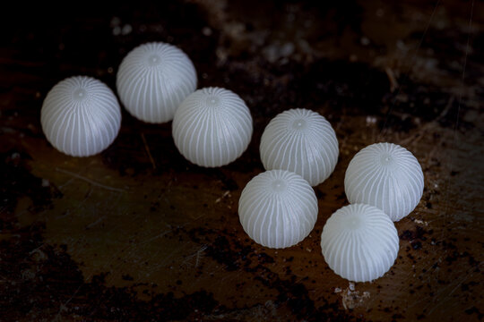 View of white ribbed insect eggs resting on a dark textured surface in Hunawihr, Grand Est, France.