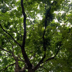 Fototapeta premium Looking up through lush green tree canopy branches sky