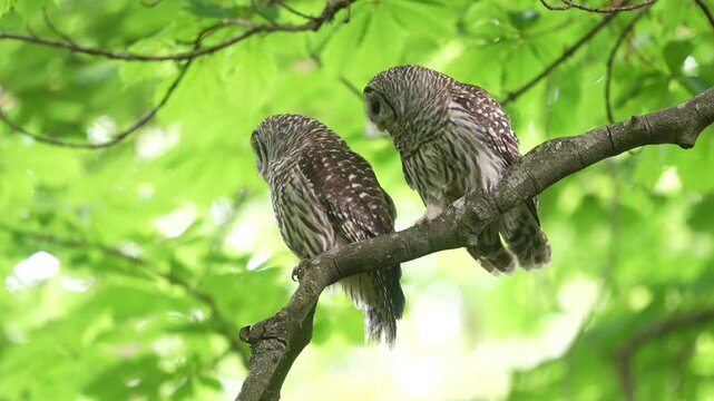 A mated pair of barred owls engage in mutual preening which strengthens their bond