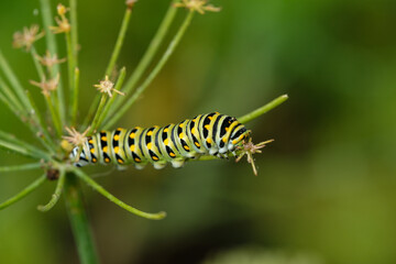 Naklejka premium caterpillar eating a plant