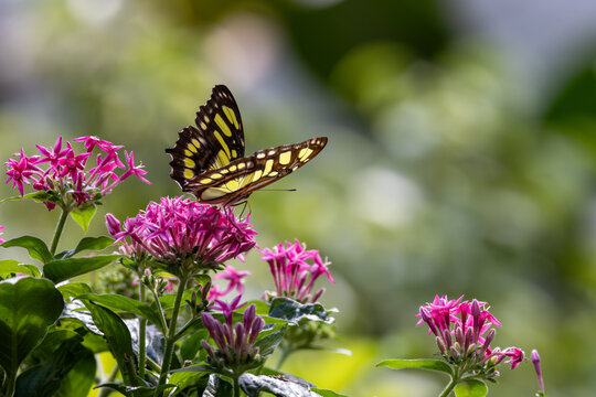 View of a vibrant yellow and black butterfly perched on bright pink flowers with lush green leaves and a soft blurred background in Hunawihr, Grand Est, France.