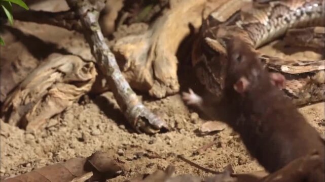 Hunting view of Gaboon viper