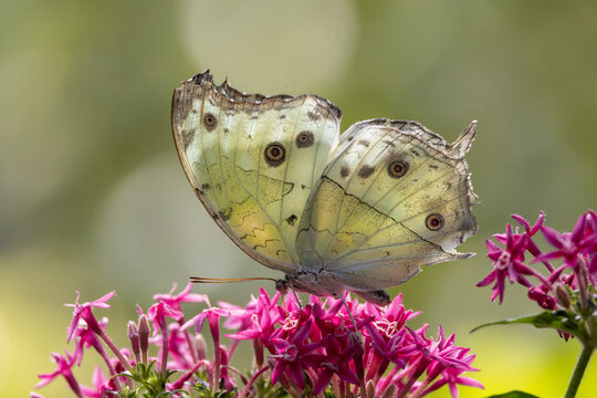 View of a pale yellow butterfly with eye-spots resting on vibrant pink flowers in a garden in Hunawihr, Grand Est, France.