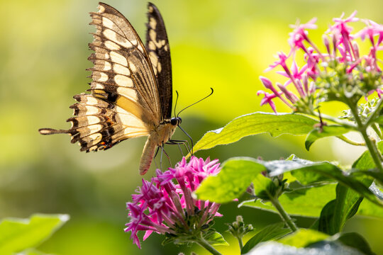 View of a swallowtail butterfly feeding on vibrant pink flowers amidst lush green foliage in Hunawihr, Grand Est, France.