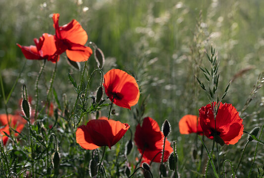 Wild poppies are growing in a meadow with tall grass. The sun is shining brightly in the background.