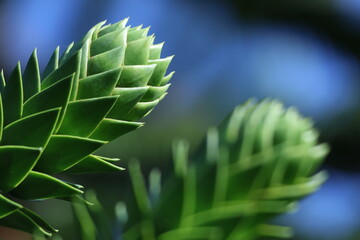 Fototapeta premium Branche d’araucaria araucana en gros plan lumineux