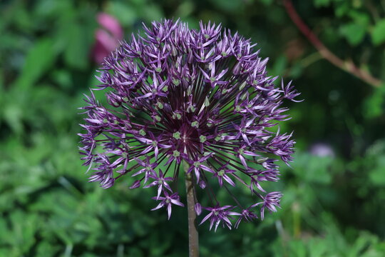 Fleur d&rsquo;ail d&rsquo;ornement violet Allium en floraison