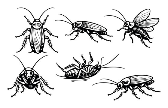 Various cockroach illustrations depicting common household pests, showing insects in different positions and a flying pose as a graphic element