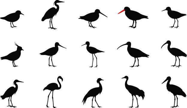 Set of black silhouettes featuring various shorebirds, wading birds, and aquatic species isolated on a white background