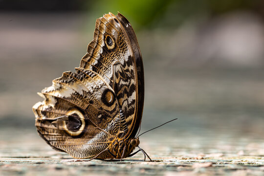 View of an owl butterfly with intricate wing patterns and eye-spots resting on a textured ground in Hunawihr, Grand Est, France.