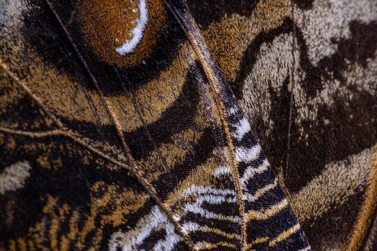 View of the intricate macro details and textured scales on an owl butterfly wing showing brown and gold patterns Hunawihr, Grand Est, France.