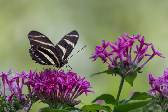 View of a Zebra Longwing butterfly with black and white striped wings perched on vibrant pink flowers in Hunawihr, Grand Est, France.