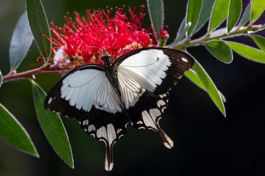 View of a black and white butterfly resting on a vibrant red flower with green leaves and a dark background in Hunawihr, Grand Est, France.