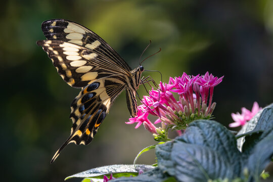 View of a swallowtail butterfly with yellow and black wings perched on pink flowers in Hunawihr, Grand Est, France.