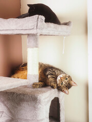 Two cats rest on a cat tree. One sits atop, watching curiously. Another lounges below, relaxed and...