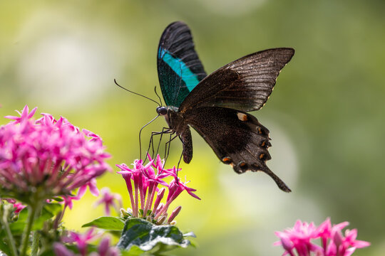 View of a black and blue butterfly perched on vibrant pink flowers with a soft green blurred background and natural daylight Hunawihr, Grand Est, France.