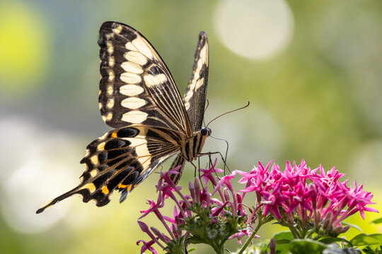 View of a beautiful swallowtail butterfly perched on vibrant pink flowers with a soft bokeh background in Hunawihr, Grand Est, France.