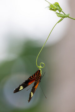 View of a butterfly with orange and black wings hanging from a delicate green vine tendril against a soft blurred background Hunawihr, Grand Est, France.